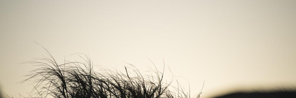 Silhouette von Dünengras im Abendlicht
