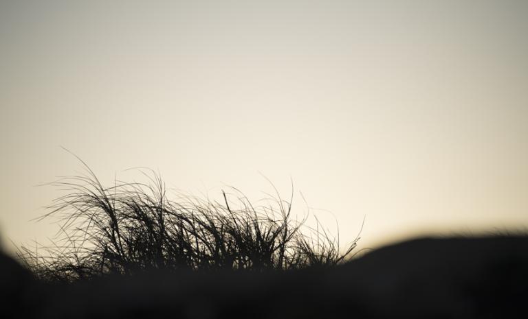 Silhouette von Dünengras im Abendlicht